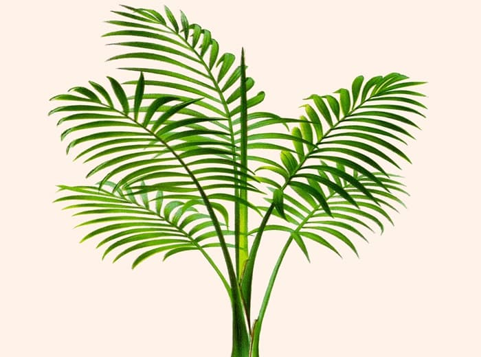 Chamaedora elegans artwork