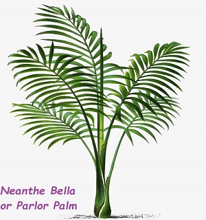 Vintage watercolor artwork of the Chamaedora elegans Palm