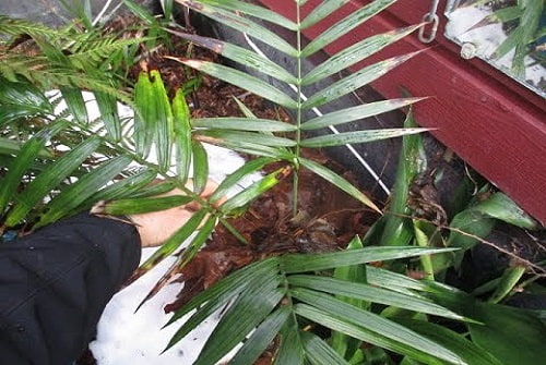 Trunk of the Hardy Parlour Palm is below ground.