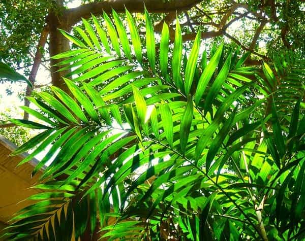parlor palm growing outdoors under a tall tree