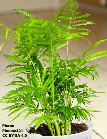 potted parlor palm tree