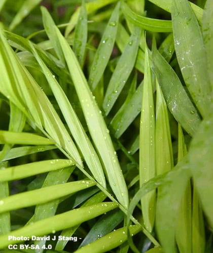 Close-up of leaflets on the parlor parlm