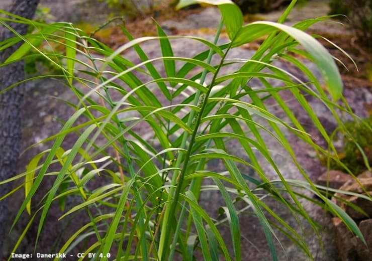 Up close small specimen of Chamaedorea radicalus