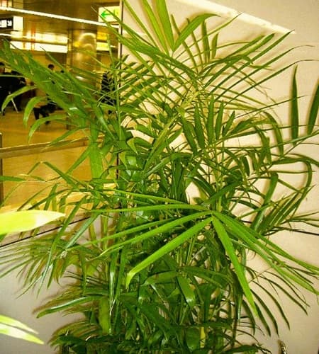 Bamboo palm potted indoors