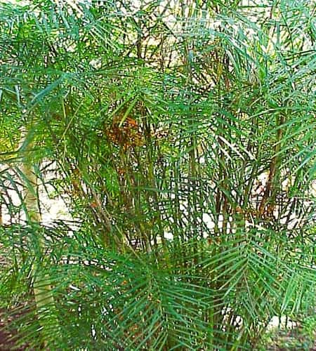 Chamaedorea siefrizii