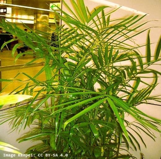 Bamboo palm in a planter indoors Bamboo palm in a planter indoors