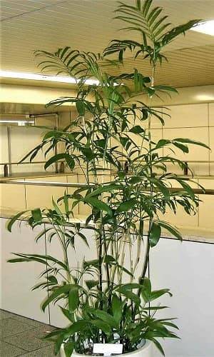 Reed Palm Tree potted indoors Reed Palm Tree potted indoors