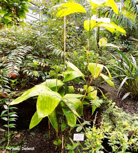 Chamaedorea stolonifera at a German botanical garden