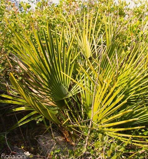 Mediterranean Fan Palm