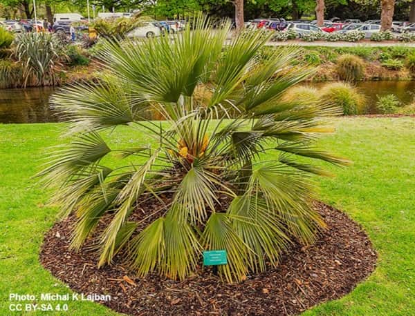 Mediterranean Fan Palm in NZ botanical garden