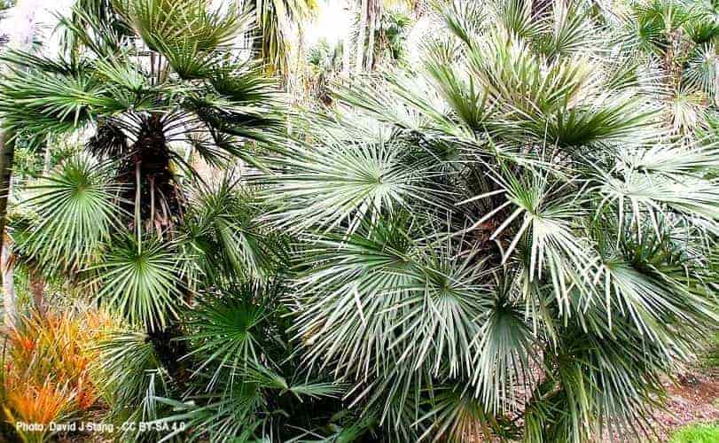 The Mediterranean Palm is the one Palm Tree native to Europe.