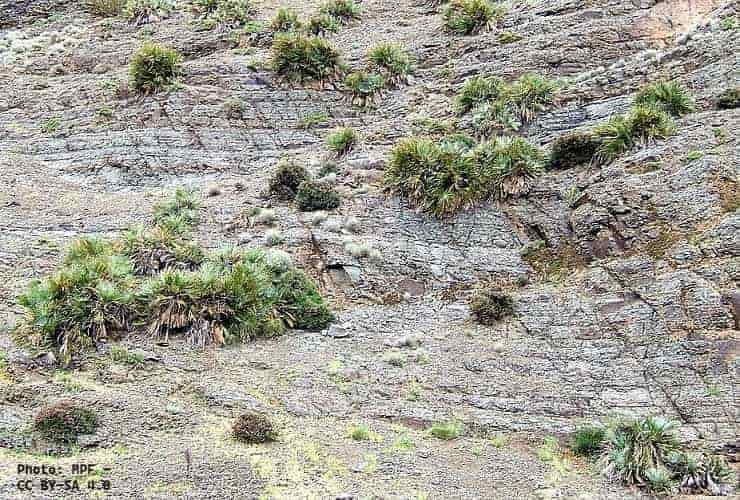 Chamaerops humilis variation Argentea growing in Moroccan native habitat Chamaerops humilis variation Argentea growing in Moroccan native habitat