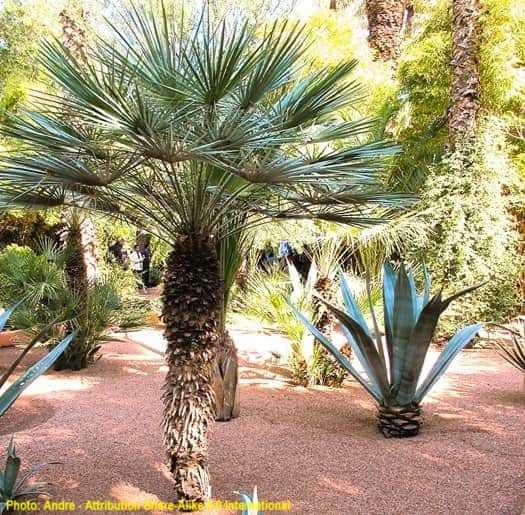 European Fan Palm, the variant Argentea with the unusual solitary trunk.