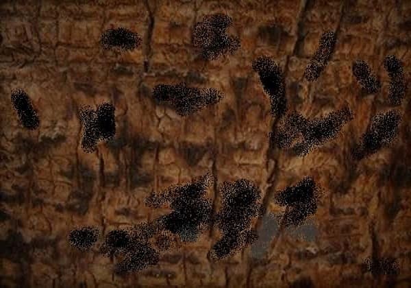 Palm Tree Stump Charred From a Fire