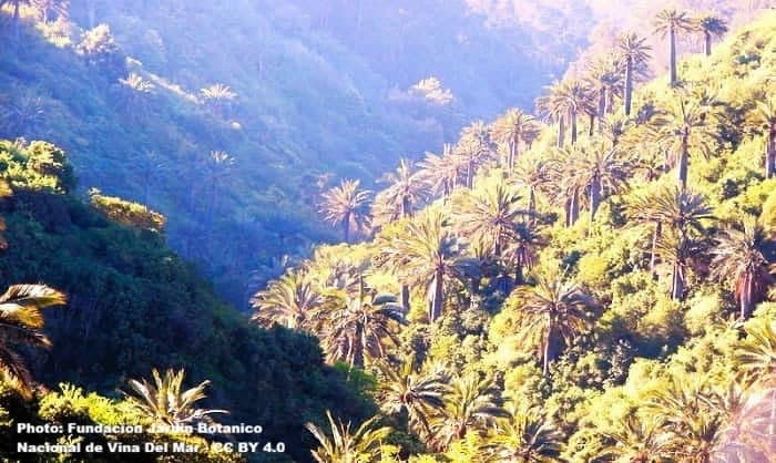 sanctuary for the Chilean wine palms sanctuary for the Chilean wine palms