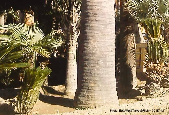 trunk area of a Chilean wine palm