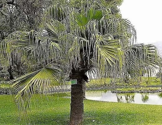 Chinese Fan Palm has a single solitary trunk Chinese Fan Palm has a single solitary trunk