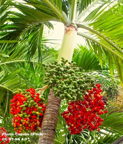 A christmas palm with the red ripe fruit
