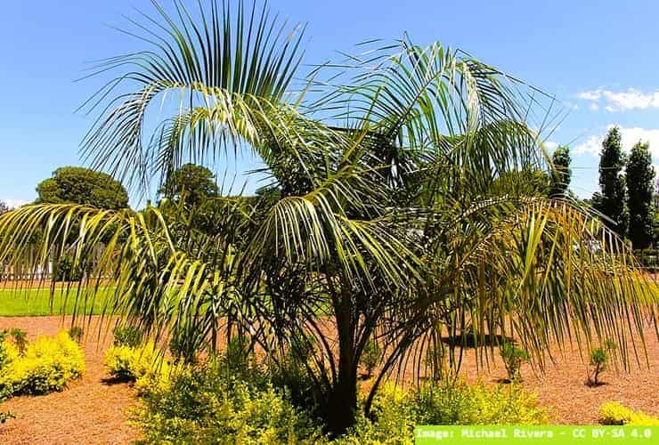 A hybrid palm called the mule palm in a garden.
