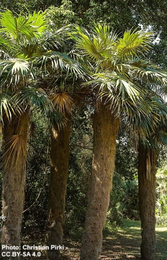 This palm has fibers thickly covering its trunk, making it look like an "old man."