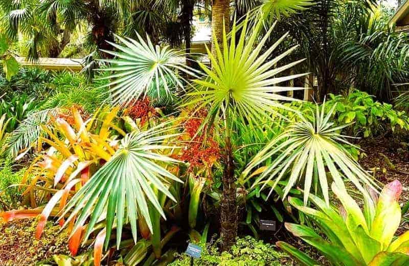Coccothrinax miraguama palmate palm