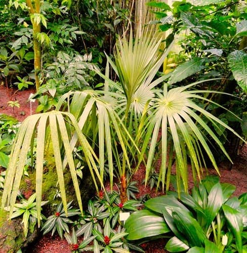 Miraguama palm has droopy frond segments here, is that normal?