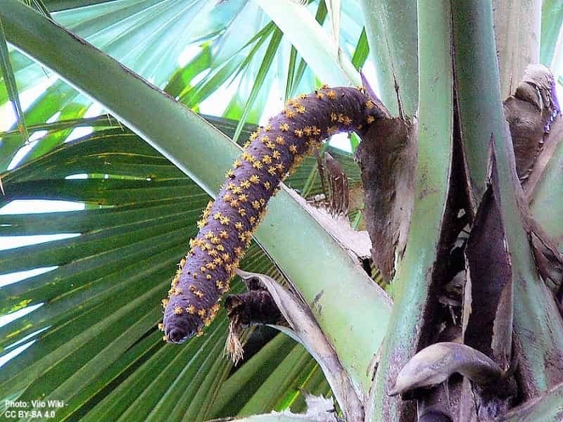 Flowering inflorescence spathe of Coco De Mar Palm