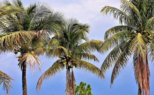 Three coconut palms in a row. Three coconut palm trees with green fruits