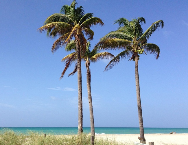 three coconut palms show their tall narrow trunks on a beach