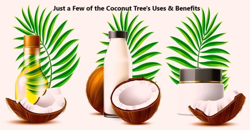 three examples of uses and benefits coming from a coconut tree