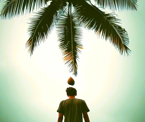Coconut dropping on a man's head
