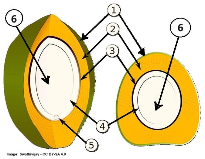 Inner structures of a coconut labeled for identification.