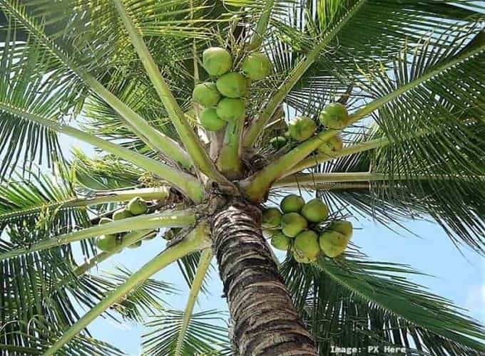 Crown of a Coconut Palm with unripe coconuts