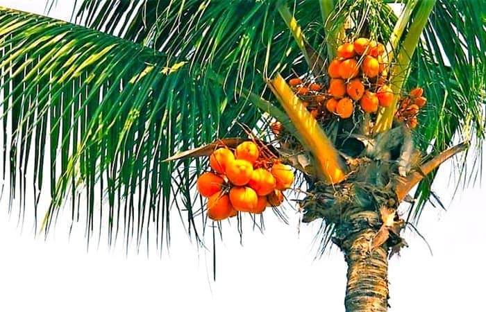 coconut palm with golden fruits