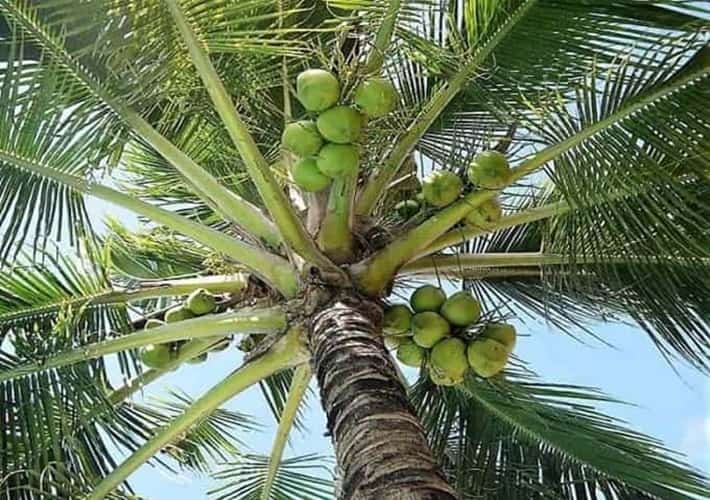 upward into the fronds and fruit of a coconut palm