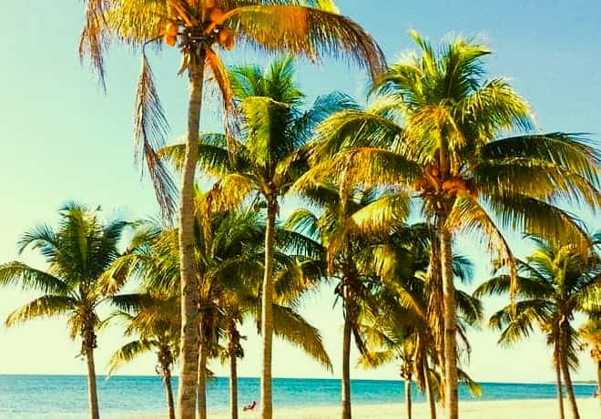 coconut palms along a shoreline coconut palms along a shoreline