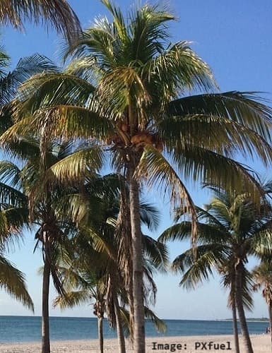 Several coconut palm trees with their fruits up in the crown. Several coconut palm trees with their fruits up in the crown.