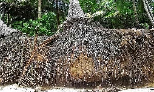 Coconut palm tree toppled over from soil erosion, probably from a storm. Coconut palm tree toppled over from soil erosion, probably from a storm.