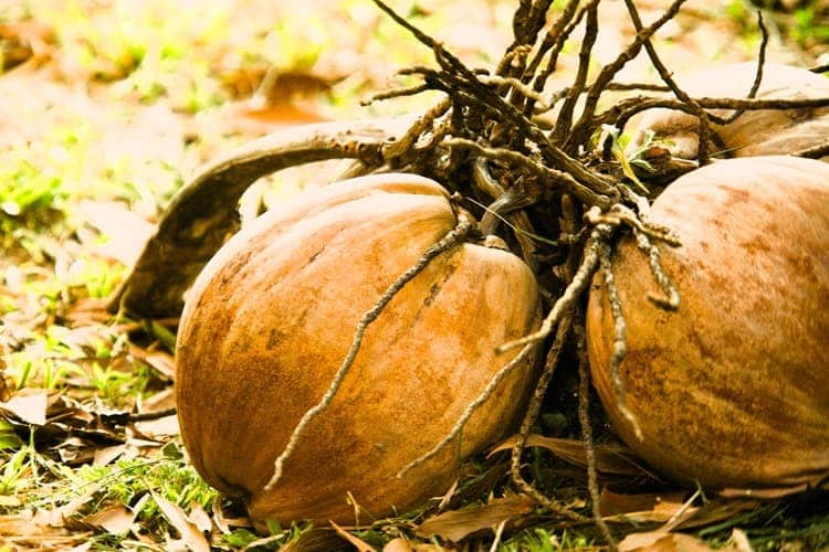 Coconuts on the ground begin growing their roots
