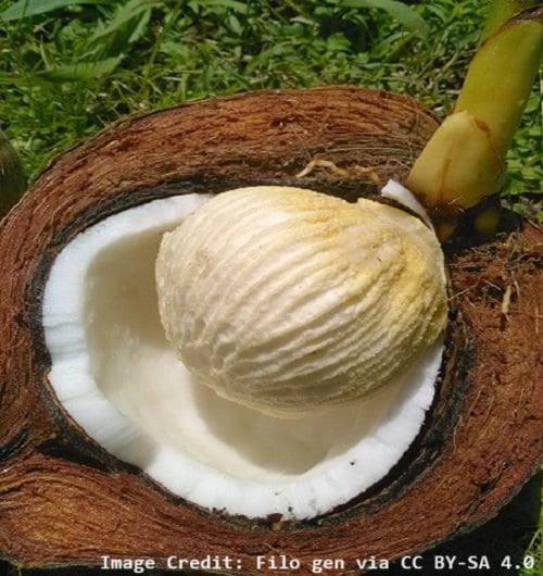 Coconut has begun to sprout a new Cocos nucifera palm. Coconut has begun to sprout a new Cocos nucifera palm.