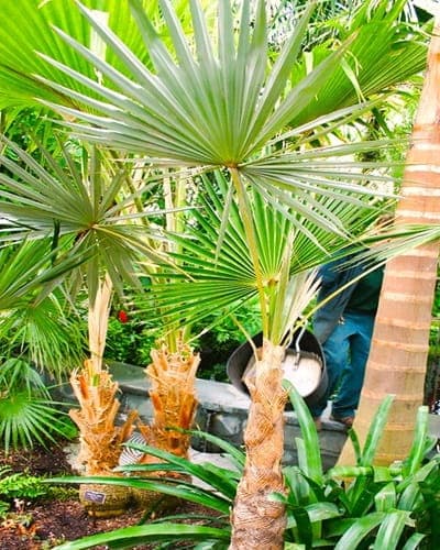 Miraguama Palm Tree has a decorative trunk and starburst shaped leaves