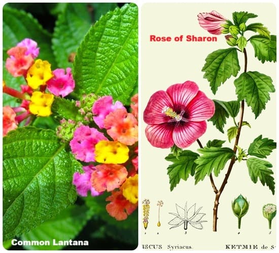 two colorful flowering plants to add into gardens two colorful flowering plants to add into gardens