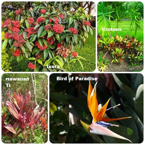 four different colorful flowers in a collage four different colorful flowers in a collage