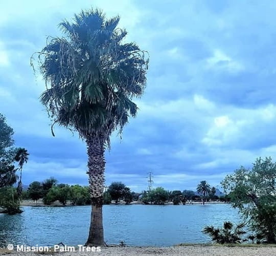 Columbus Park in Tucson Arizona has scattered palm trees & fun activities. Lakeside palm in Columbus Park in Tucson Arizona