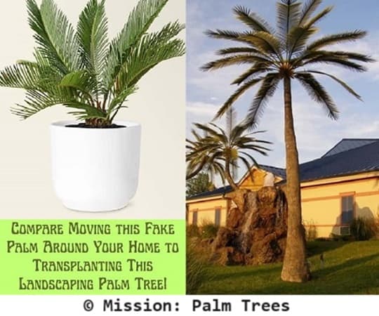 Comparison of moving a potted palm to transplanting a landscape palm tree.