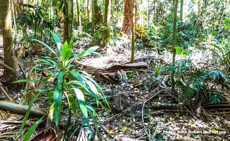 Cordyline species in a forest preserve