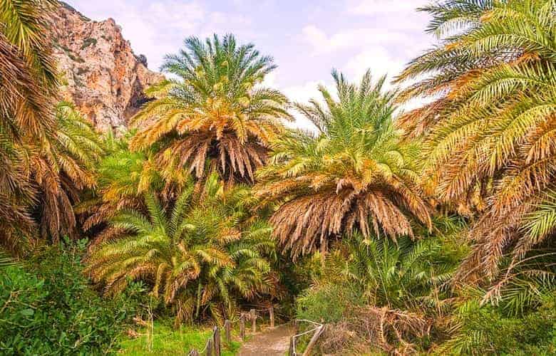 Grove of Cretan Palm Trees