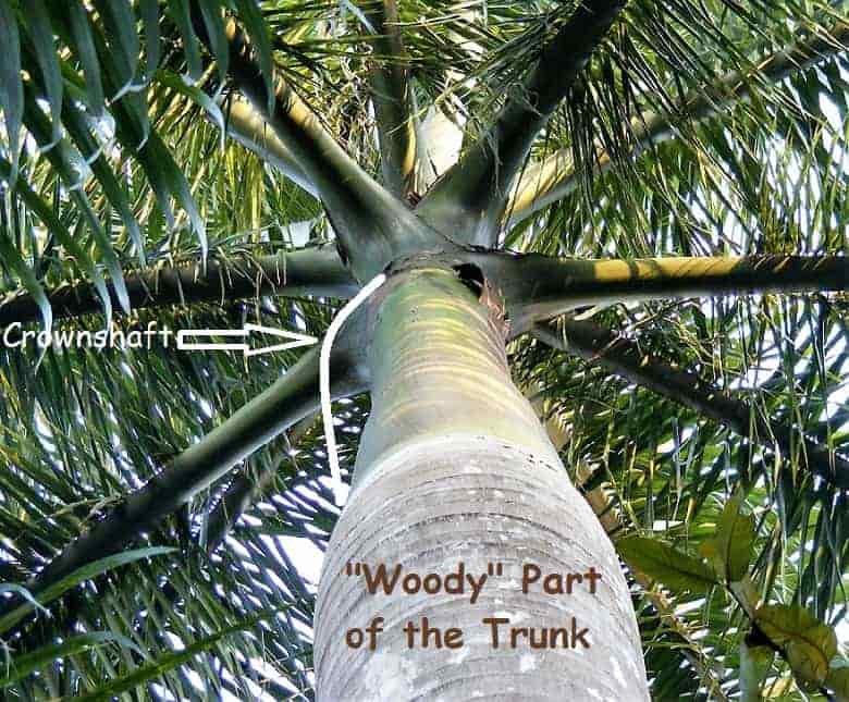 How to Grow Palm Trees Six Tips to Get Started