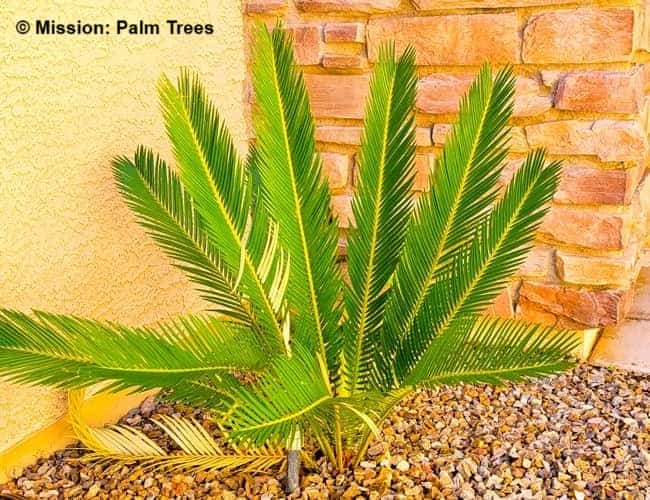 Cycad planting in a landscape corner