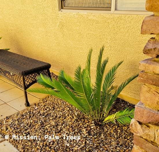 A sago palm growing near the entrance to a southwestern styled home